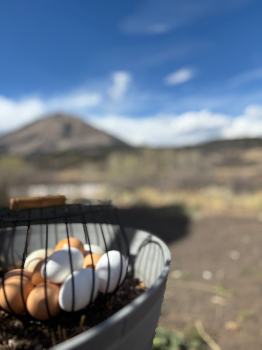 Farm Fresh Eggs – Local Pickup Only