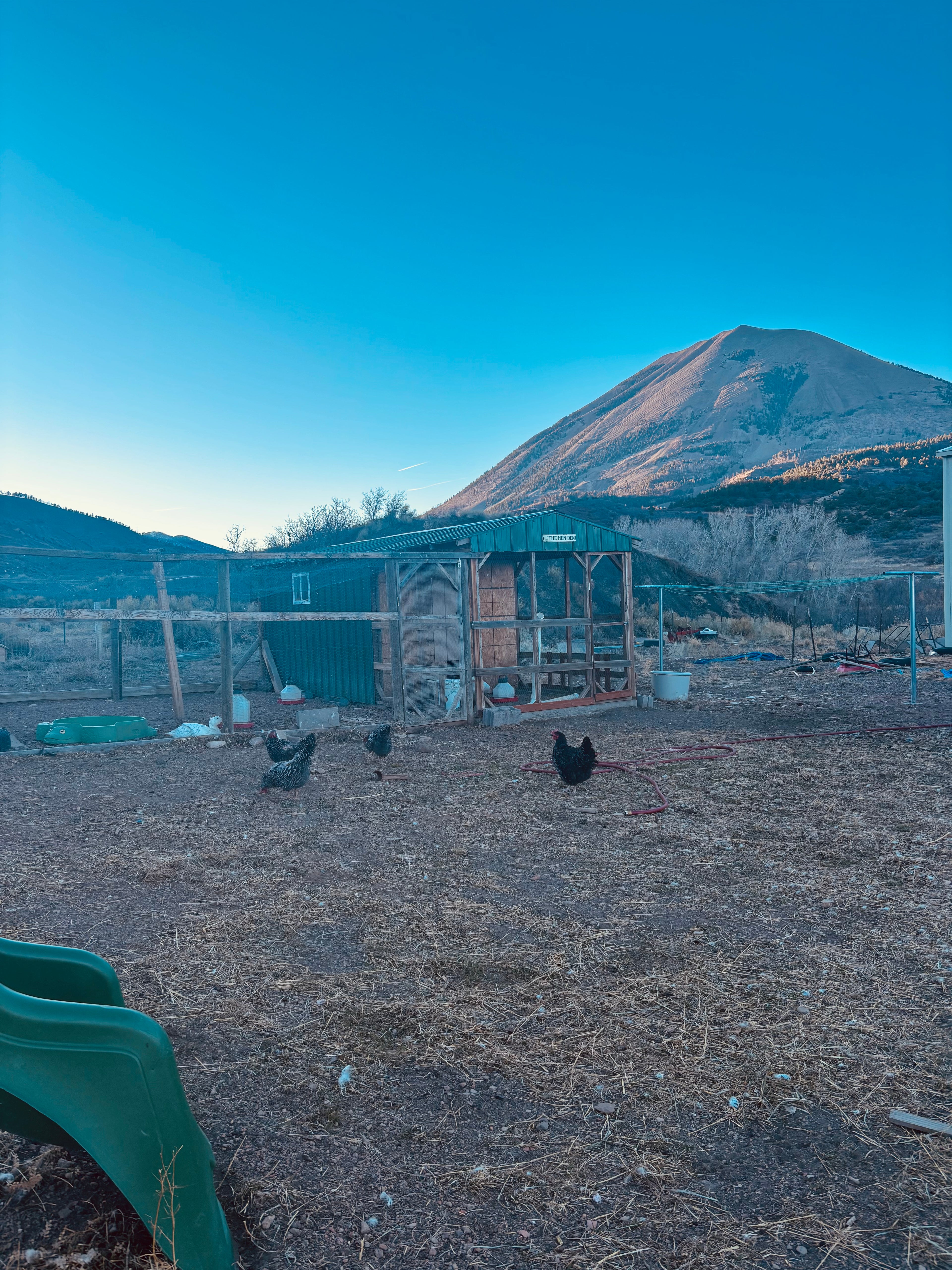 Farm Fresh Eggs – Local Pickup Only